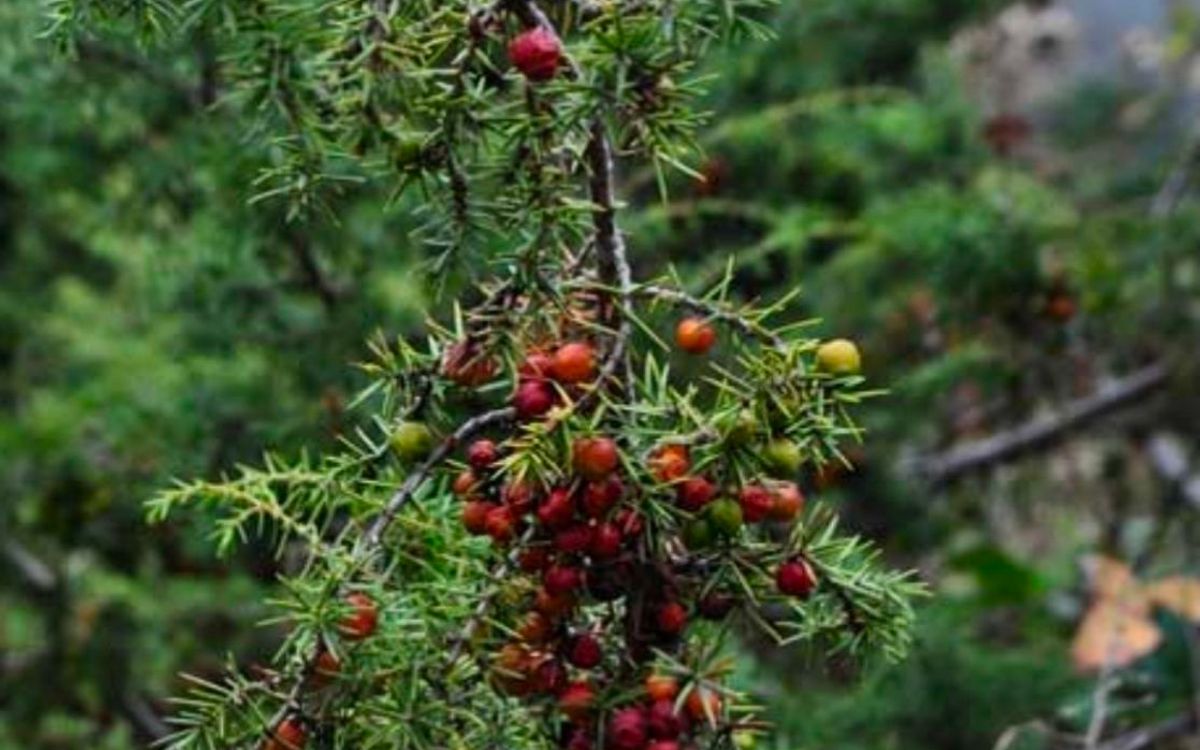 Συλλογή σπόρων Κέδρου και Φίδας