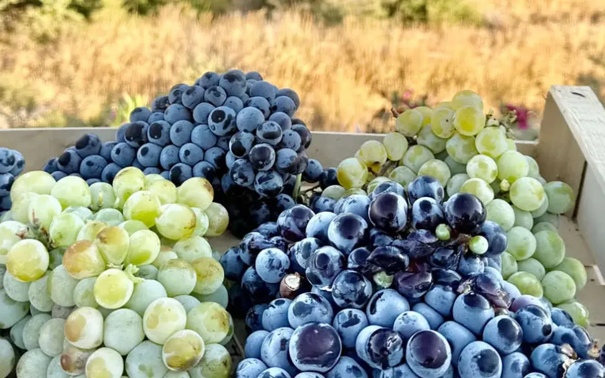 The Vineyard of Paros