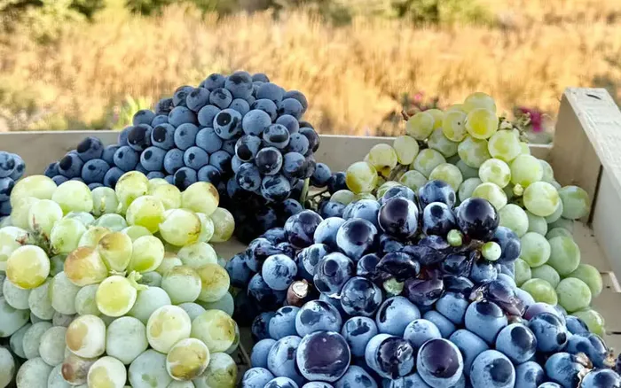The Vineyard of Paros